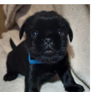 Adorable black puppy with a blue collar looking curiously at the camera.
