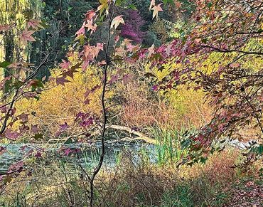 Photograph of tall grasses, thin tree branches and part of a pond.