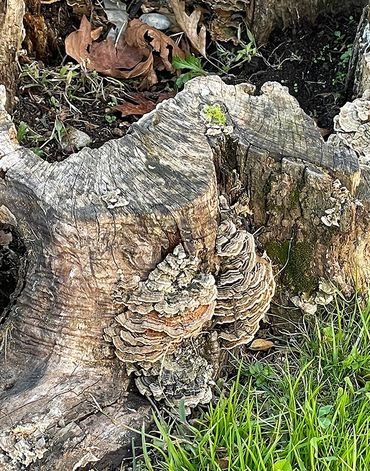 Vertical photograph of a close up of a tree stump with cavity, Fungus, grass and leaves.