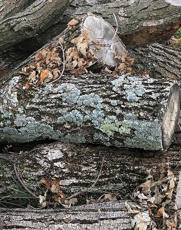 Vertical photograph of a close up of logs piled on each other with moss growing and dried leaves.