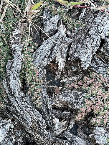 Vertical photograph of pieces of tree bark with green and purple plants growing amidst them.