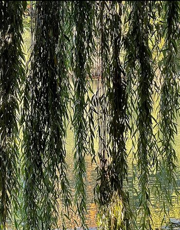 Vertical photograph of a close up of weeping willow branches in front of a pond, creating a curtain.