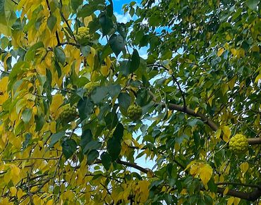 Photograph of a close up view of Osage Orange Tree branches, leaves and hanging fruit.