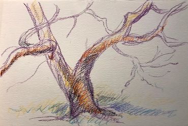 Caran D’Ache drawing on paper “Tree Study – Branches and Trunk”