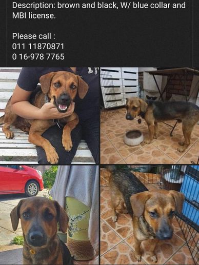 dog lost in gunung rapat ipoh perak malaysia