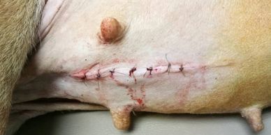 neutering progam for the Papan dogs