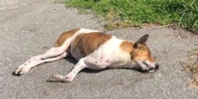 poisoned dogs in Papan ipoh perak malaysia