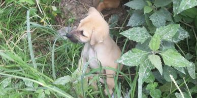 puppies dumped at the Papan dump site ipoh perak malaysia