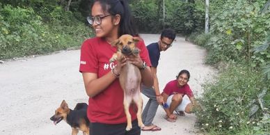 Papan dogs suitable for adoption