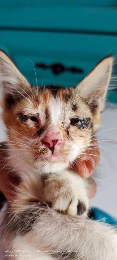 injured kitten ipoh perak malaysia