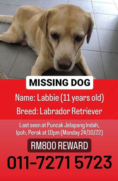 Labrador Retriever lost in Ipoh Perak Malaysia