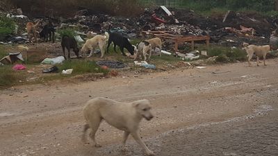 Stray dogs dumped by MBI at the Papan dump site in Ipoh