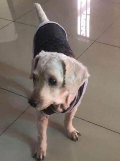 poodle lost in ipoh perak malaysia