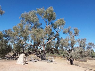 The famous Dig Tree of the fated Burke and Wills expedition