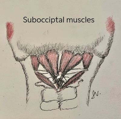 suboccipitals