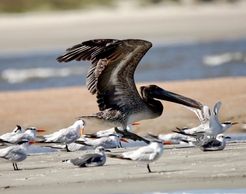 Pelican, Terns, & Gulls