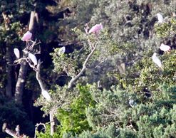 Roseate spoonbills & egrets