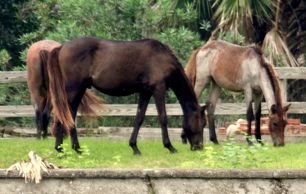 Wild horses on Cumberland Island, GA