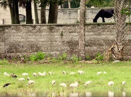 Ibis flock & wild horses around the Dungeness ruins on Cumberland Island, GA.