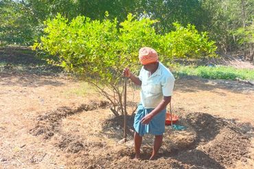 Man digging soil around a tree in a sunny outdoor garden.
