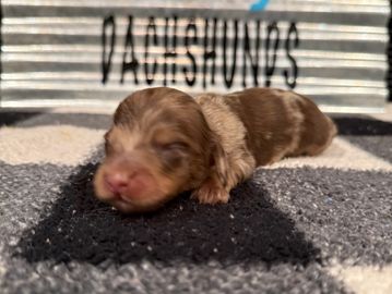 Willow's Big Spot Male