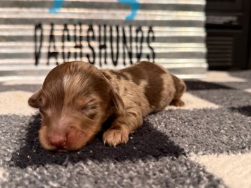 Willow's Split Face Male