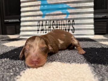 Willow's Mini Spot Male