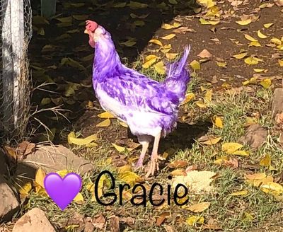 Gracie the purple chicken  is standing outside her chicken coop with a purple heart underneath her.