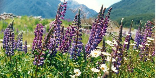 Purple lupines in New Zealand