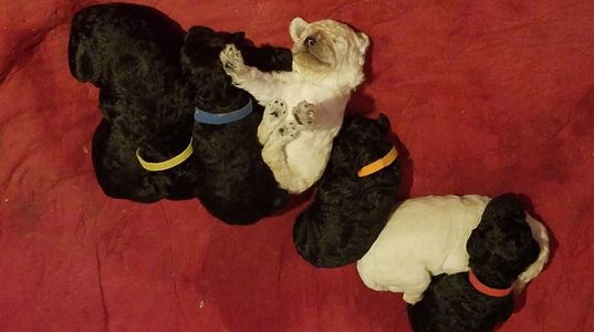 New Litter of Standard Poodle Puppies