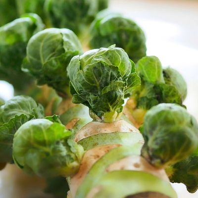 selecting brussels sprout seeds
