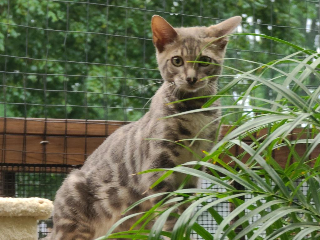 Bogota is a bengal breeder's dream! He has a handsome face and great personality for a bengal cat.