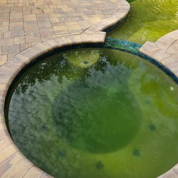 Technician applying shock treatment and brushing algae off pool walls in New Smyrna Beach.