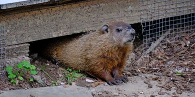 A groundhog peeking out of its burrow.