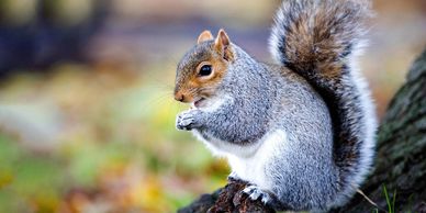 A gray squirrel eating on a tree branch.