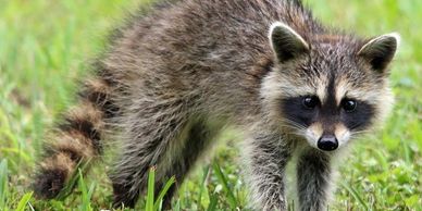 A raccoon standing in the grass.