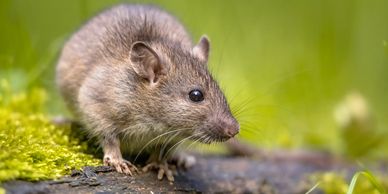 A brown mouse on a mossy log.