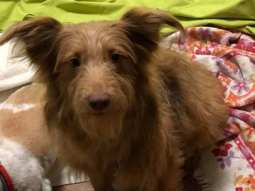 Yoda is a special boy that needs a home preferably with an older woman.