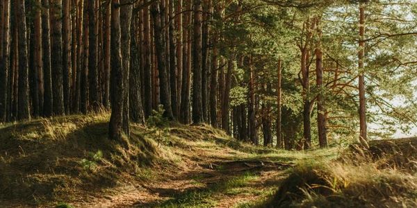 World Reforestry Project