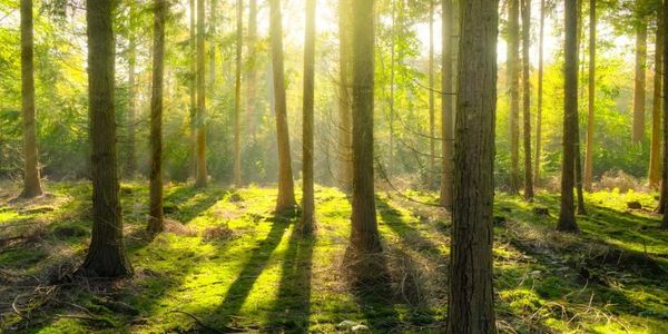 World Reforestry Project
