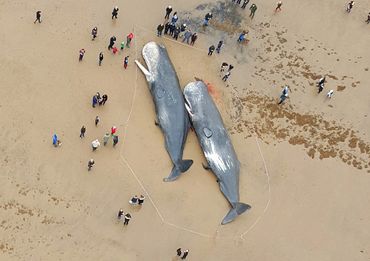 Sell photo to magazines