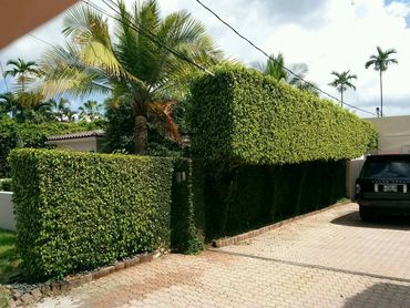 Well-manicured hedges lining a driveway with a parked black Range Rover.