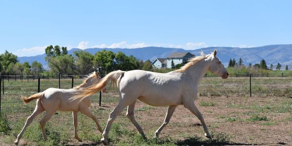 A mare and foal trotting in a sunny rural field.