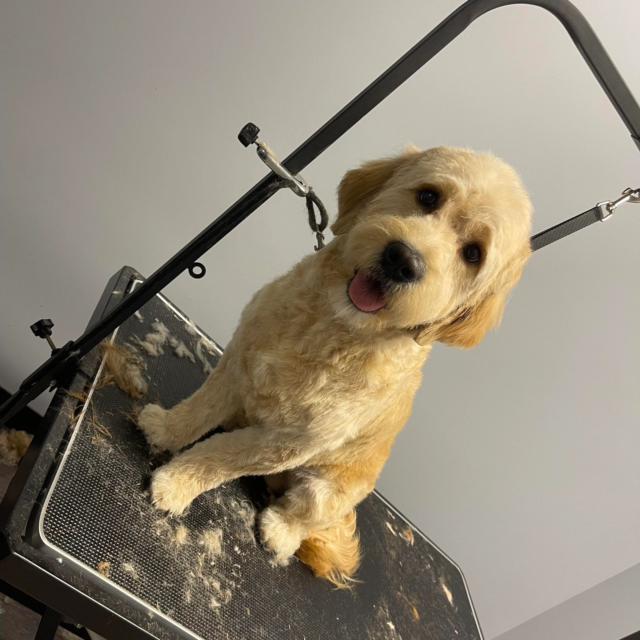 Pooches grooming hot sale