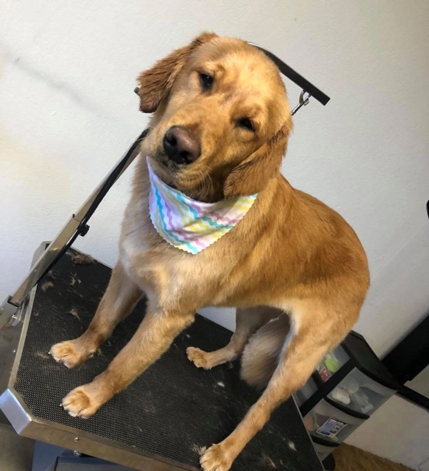 Grooming Pretty Pooches