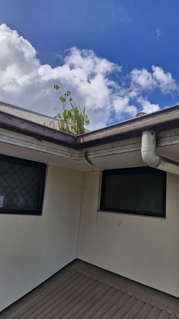 Plants growing in the corner of a house gutter under a partly cloudy blue sky.