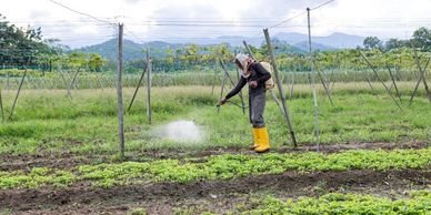 A person that is spraying agricultural land.