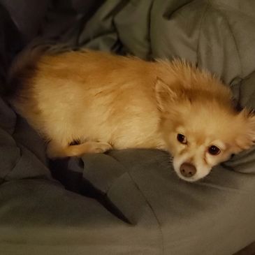 Dodge the tiniest rescue in the Frank Family