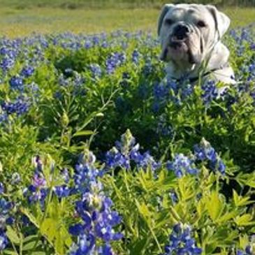 Our hero Bulldog Frank in the Blue Bonnets