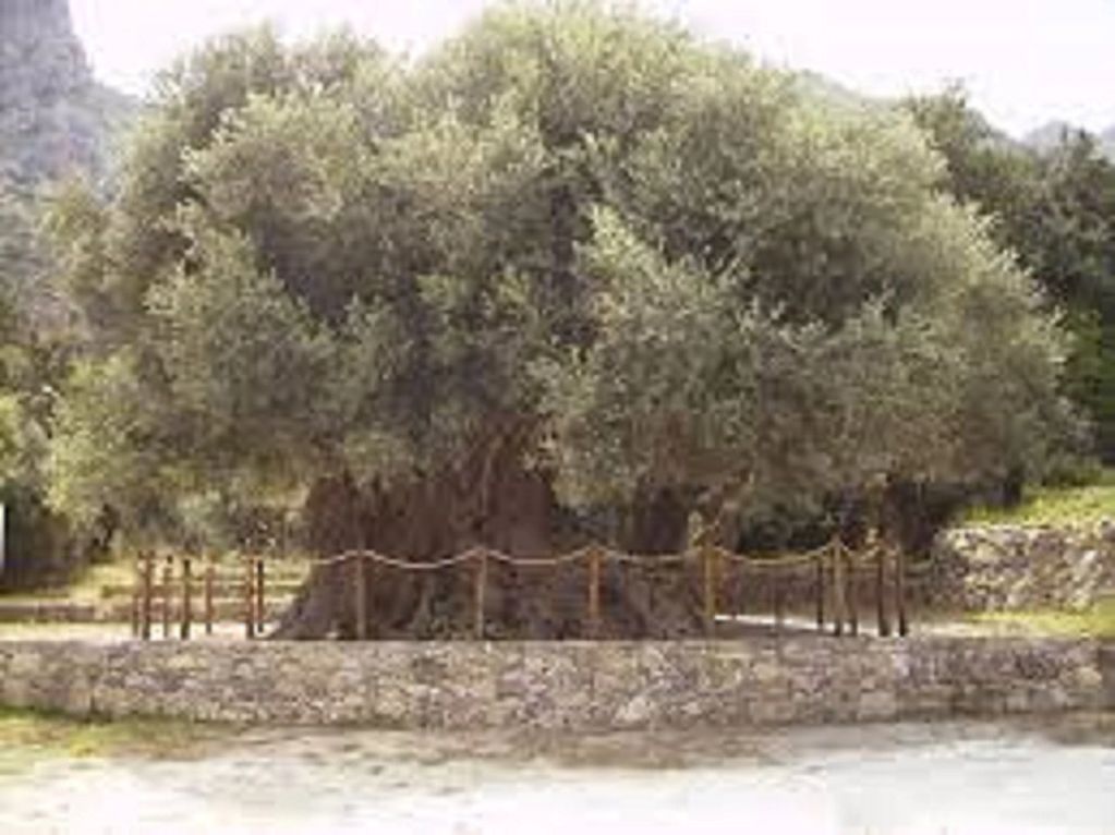 The Ancient Olive Tree of Kavousi